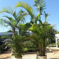 Palmeira Areca
